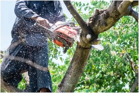 tree services Potomac Mills